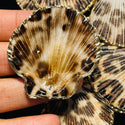 1 Piece natural shell pendant leopard style